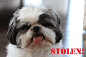 Read more about the article Bringing Back a K-9 Thief! Dog Stolen from a Hotel Room.