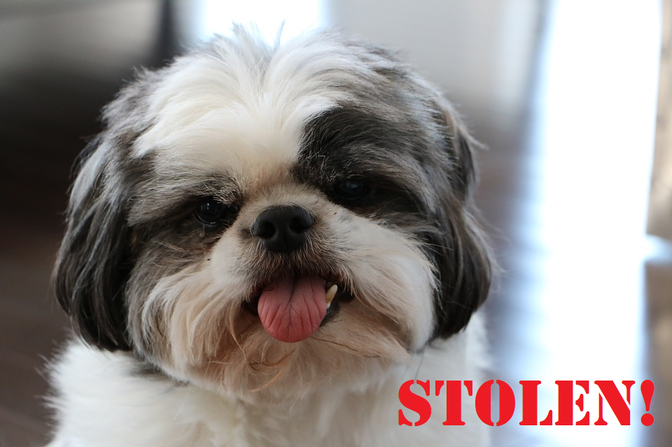 You are currently viewing Bringing Back a K-9 Thief! Dog Stolen from a Hotel Room.