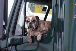 Bill Proposed to Save Pets from Hot Cars.