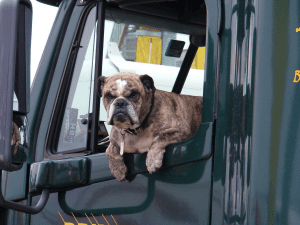 Read more about the article Bill Proposed to Save Pets from Hot Cars.