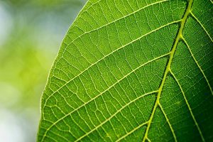 Read more about the article Biofuels: Whats Next?